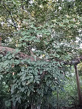 Snapshot of Rinku5553 chatting on 09-28-25, 02:06 Rinku5553 online show from 09-28-25, 02:06