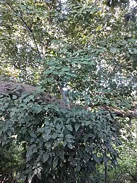 Snapshot of Rinku5553 chatting on 10-12-25, 03:05 Rinku5553 online show from 10-12-25, 03:05