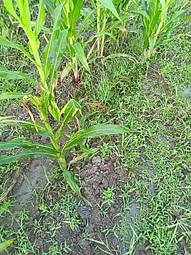 Snapshot of kummuduabbai chatting on 03-11-26, 01:11 kummuduabbai online show from 03-11-26, 01:11