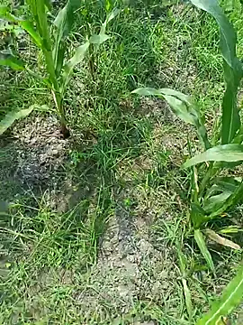 Snapshot of kummuduabbai chatting on 03-19-26, 07:34 kummuduabbai online show from 03-19-26, 07:34