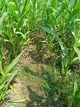 Snapshot of kummuduabbai chatting on 03-25-26, 07:47 kummuduabbai online show from 03-25-26, 07:47