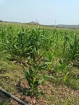 Snapshot of kummuduabbai chatting on 03-27-26, 05:35 kummuduabbai online show from 03-27-26, 05:35