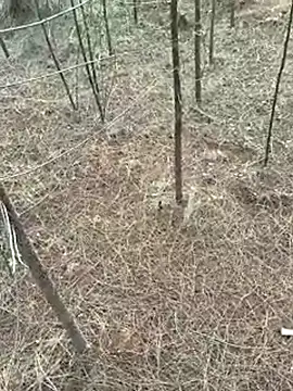 Gopal1243 online show from 04-09-26, 01:16