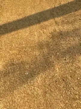 Gopal1243 online show from 04-12-26, 02:27