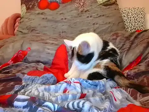 Snapshot of RealLittleRedRidingHood chatting on 11-17-25, 05:52 RealLittleRedRidingHood online show from 11-17-25, 05:52